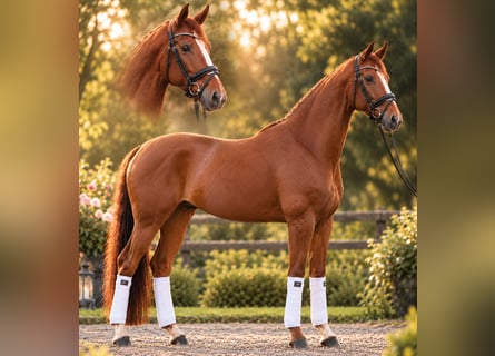 Koń westfalski, Klacz, 6 lat, 164 cm, Kasztanowata