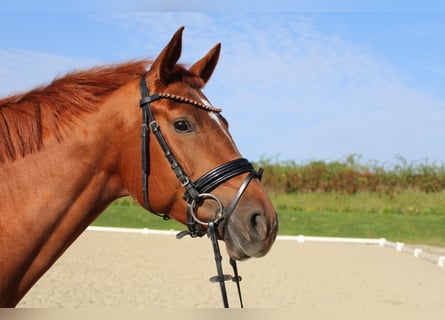 Koń westfalski, Klacz, 6 lat, 164 cm, Kasztanowata