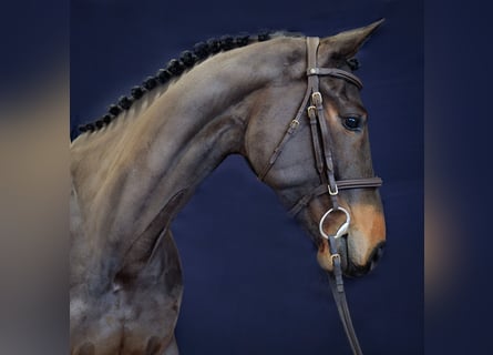Koń westfalski, Klacz, 6 lat, 165 cm, Ciemnogniada