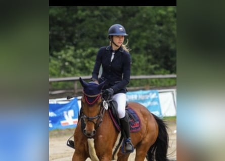 Koń westfalski, Klacz, 6 lat, 165 cm, Gniada