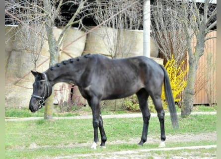Koń westfalski, Klacz, 6 lat, 165 cm, Kara