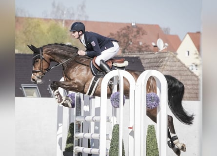 Koń westfalski, Klacz, 6 lat, 166 cm, Ciemnogniada
