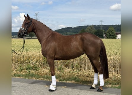 Koń westfalski, Klacz, 6 lat, 166 cm, Kasztanowata