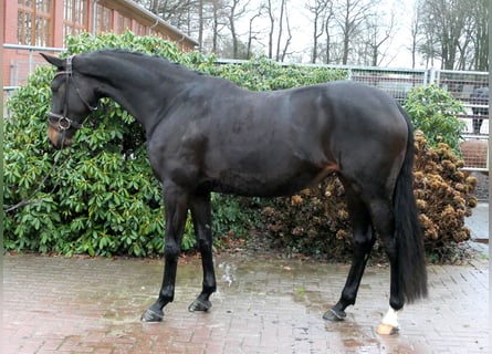 Koń westfalski, Klacz, 6 lat, 167 cm, Ciemnogniada
