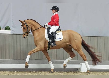 Koń westfalski, Klacz, 6 lat, 167 cm, Kasztanowata