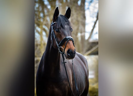 Koń westfalski, Klacz, 6 lat, 168 cm, Ciemnogniada