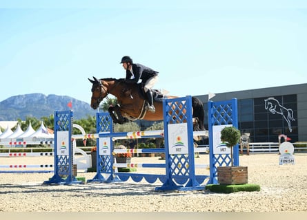 Koń westfalski, Klacz, 6 lat, 168 cm, Gniada
