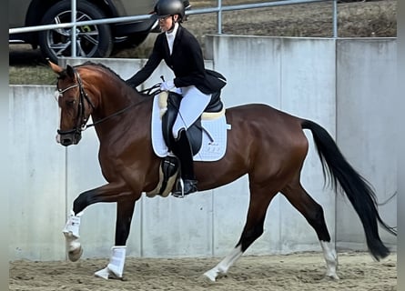 Koń westfalski, Klacz, 6 lat, 168 cm, Gniada