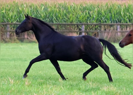 Koń westfalski, Klacz, 6 lat, 168 cm, Kara