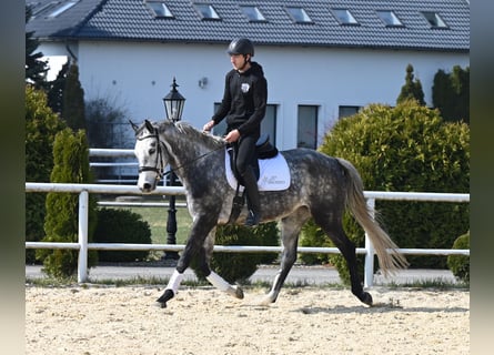 Koń westfalski, Klacz, 6 lat, 168 cm, Siwa