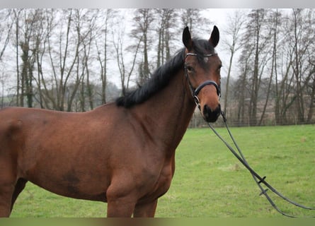 Koń westfalski, Klacz, 6 lat, 169 cm, Gniada