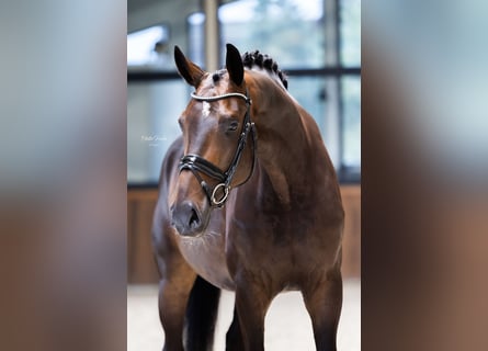 Koń westfalski, Klacz, 6 lat, 170 cm, Gniada