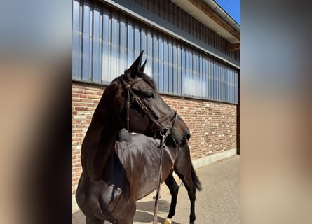 Koń westfalski, Klacz, 6 lat, 172 cm, Kara