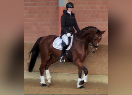Koń westfalski, Klacz, 6 lat, 173 cm, Gniada