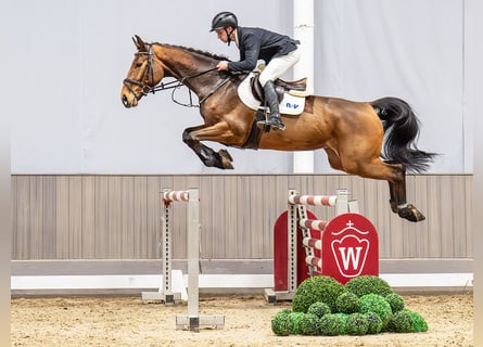 Koń westfalski, Klacz, 6 lat, 173 cm, Gniada