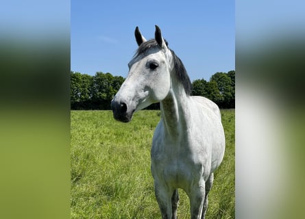 Koń westfalski, Klacz, 6 lat, 175 cm, Siwa