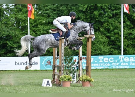 Koń westfalski, Klacz, 6 lat, Siwa jabłkowita