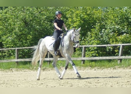 Koń westfalski, Klacz, 6 lat, Siwa