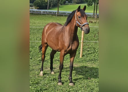 Koń westfalski, Klacz, 7 lat, 163 cm, Gniada