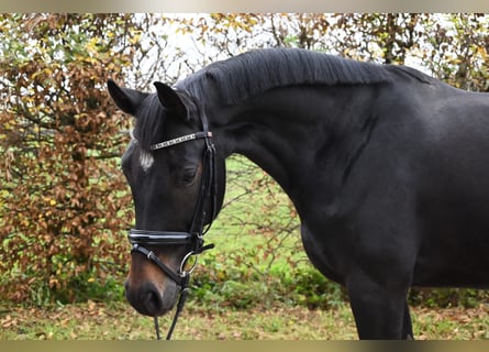 Koń westfalski, Klacz, 7 lat, 165 cm, Ciemnogniada