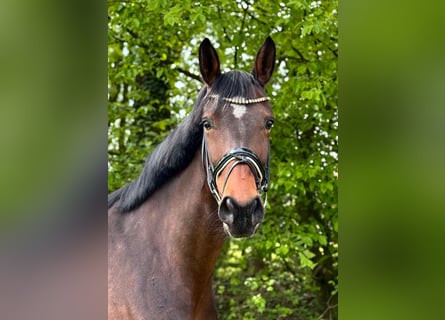 Koń westfalski, Klacz, 7 lat, 165 cm, Gniada