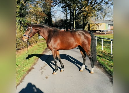 Koń westfalski, Klacz, 7 lat, 165 cm, Gniada