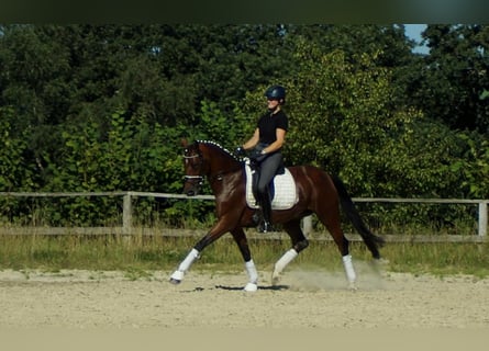 Koń westfalski, Klacz, 7 lat, 165 cm, Gniada