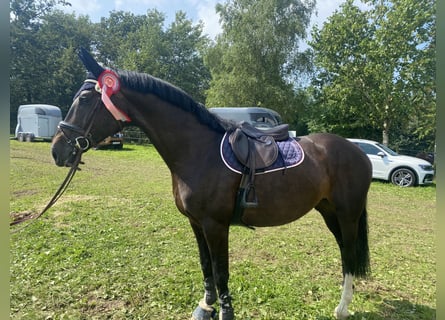 Koń westfalski, Klacz, 7 lat, 167 cm, Skarogniada
