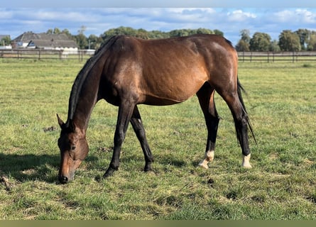 Koń westfalski, Klacz, 7 lat, 168 cm, Gniada