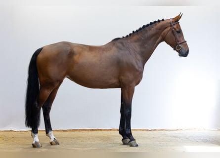 Koń westfalski, Klacz, 7 lat, 168 cm, Gniada