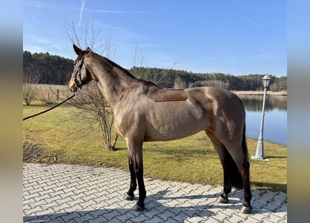 Koń westfalski, Klacz, 7 lat, 168 cm, Gniada