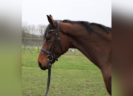 Koń westfalski, Klacz, 7 lat, 169 cm, Gniada