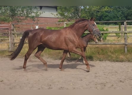 Koń westfalski, Klacz, 7 lat, 169 cm, Kasztanowata