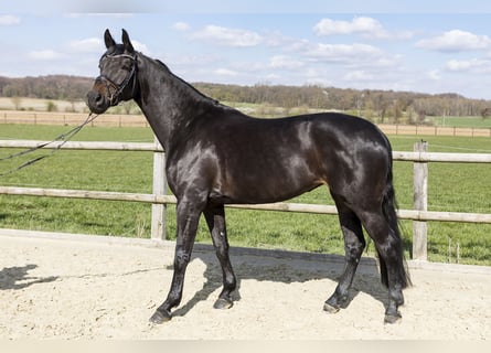 Koń westfalski, Klacz, 7 lat, 170 cm, Ciemnogniada