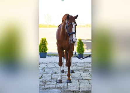 Koń westfalski, Klacz, 7 lat, 170 cm, Kasztanowata