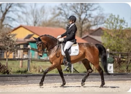 Koń westfalski, Klacz, 7 lat, 172 cm, Gniada