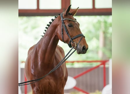 Koń westfalski, Klacz, 7 lat, 173 cm, Gniada