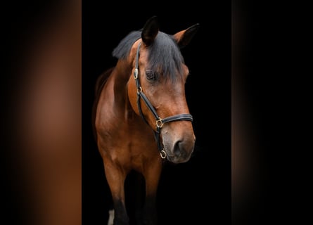 Koń westfalski, Klacz, 7 lat, 180 cm, Gniada