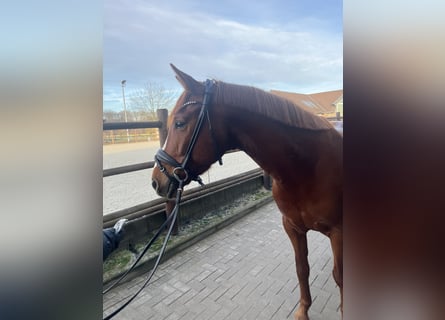 Koń westfalski, Klacz, 8 lat, 160 cm, Kasztanowata