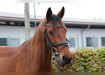 Koń westfalski, Klacz, 8 lat, 163 cm, Gniada