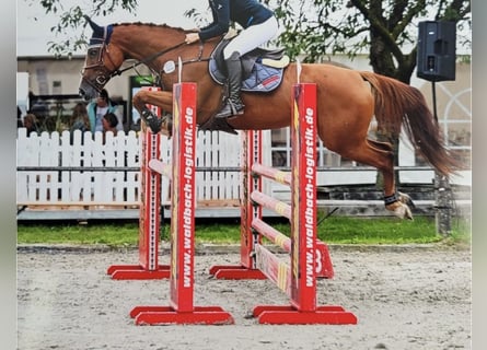 Koń westfalski, Klacz, 8 lat, 165 cm, Kasztanowata