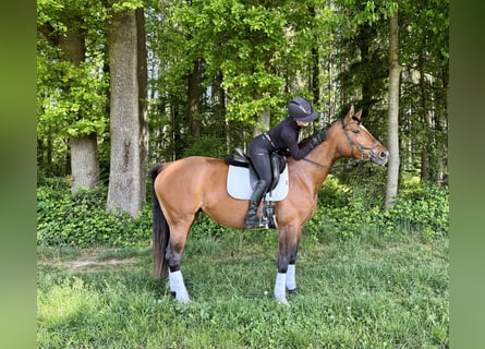 Koń westfalski, Klacz, 8 lat, 168 cm, Gniada