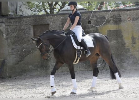Koń westfalski, Klacz, 8 lat, 169 cm, Ciemnogniada