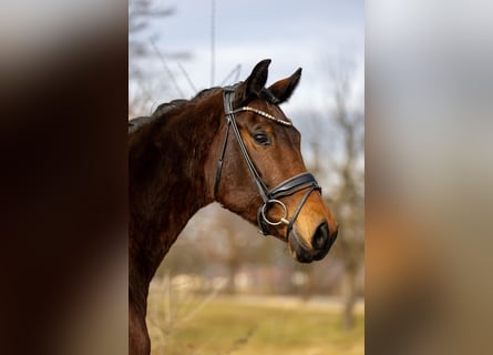 Koń westfalski, Klacz, 8 lat, 169 cm, Gniada