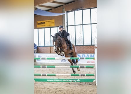 Koń westfalski, Klacz, 8 lat, 180 cm, Gniada