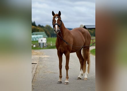 Koń westfalski, Klacz, 9 lat, 163 cm, Kasztanowata