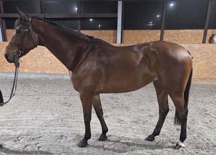 Koń westfalski, Klacz, 9 lat, 167 cm, Gniada