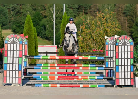 Koń westfalski, Klacz, 9 lat, 167 cm, Siwa jabłkowita