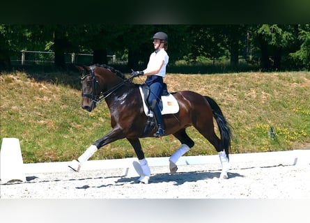 Koń westfalski, Klacz, 9 lat, 169 cm, Ciemnogniada