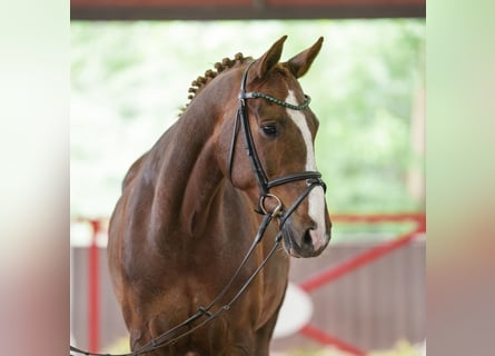 Koń westfalski, Klacz, 9 lat, 170 cm, Kasztanowata